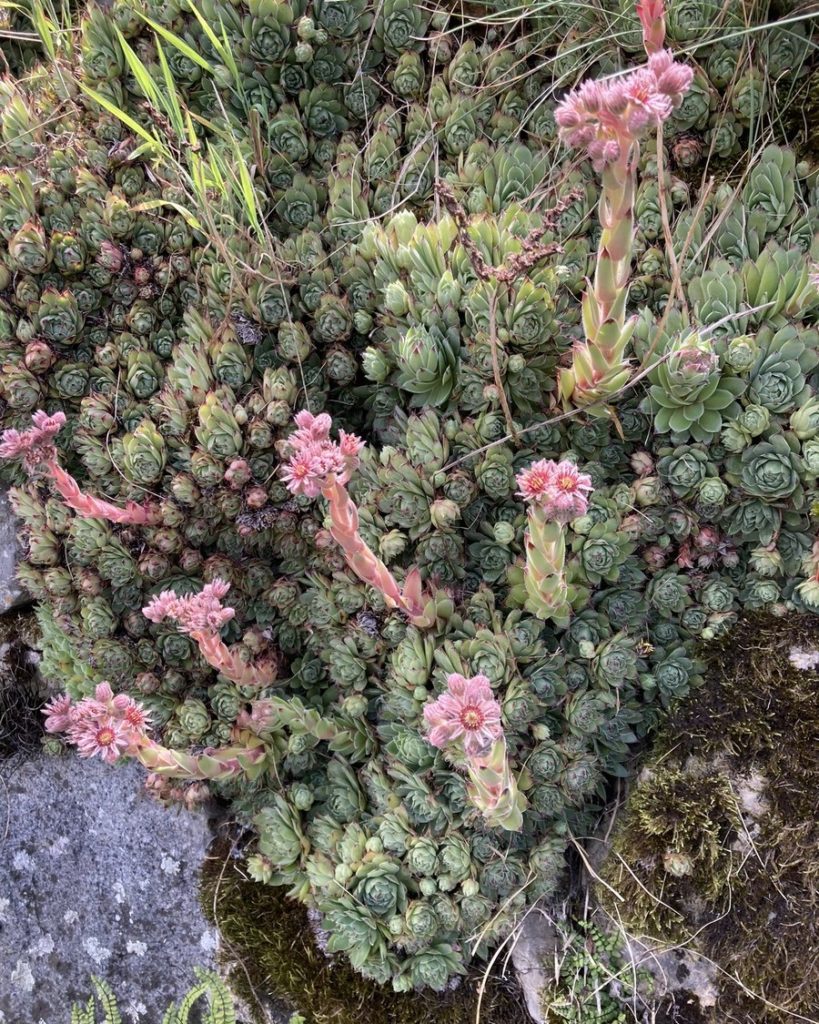 Rosettes de joubarbes en floraison, installées naturellement sur un mur minéral, démontrant la résistance des plantes grasses