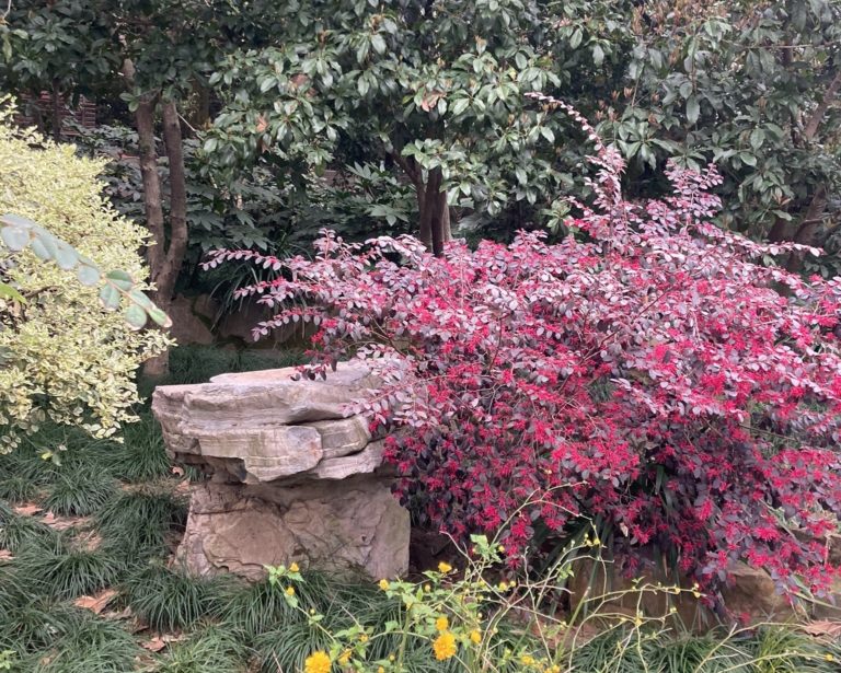 Arbuste de Loropetalum en pleine floraison, au feuillage pourpre et aux fleurs rose vif, dans un jardin orné de pierres et de verdure