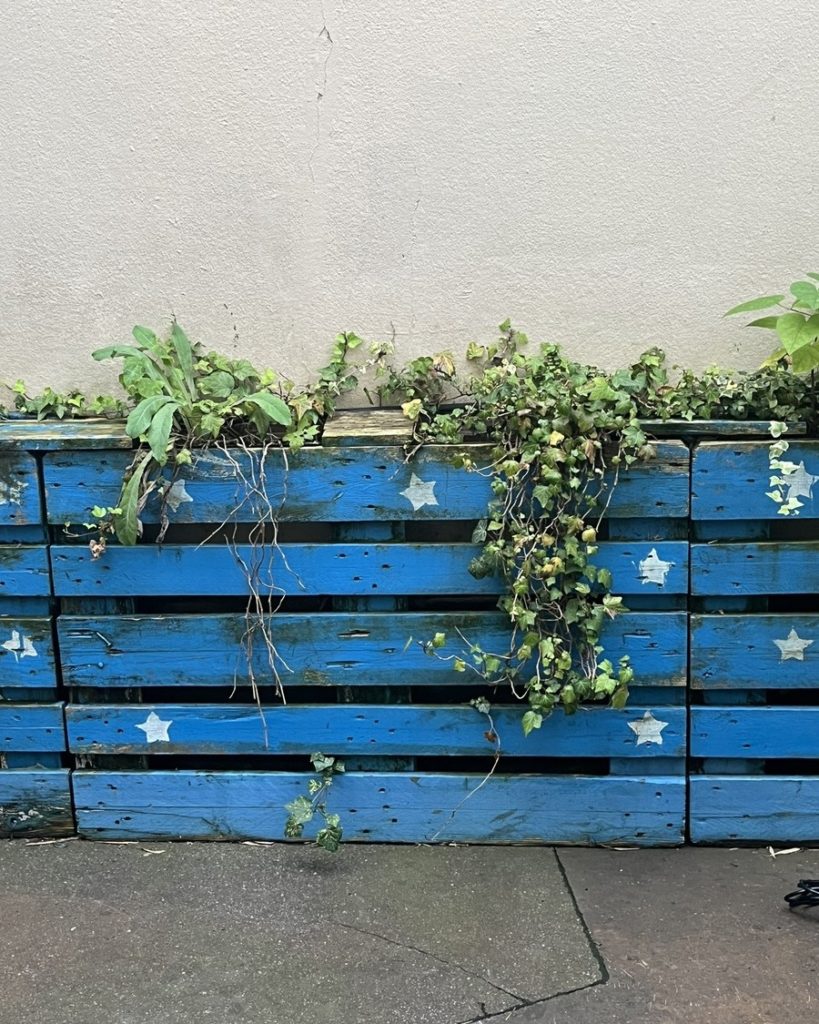 Palettes en bois peintes en bleu avec des étoiles blanches, utilisées comme jardinière verticale pour des plantes retombantes et du lierre, dans un esprit récup créatif mais peu entretenu.