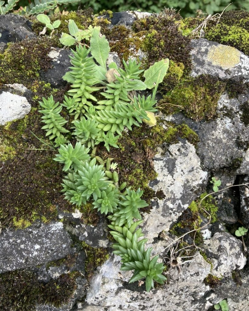 Détails de plantes grasses (sédums) poussant dans les interstices d’un muret, témoignant d’un mur végétalisé spontané et résilient.