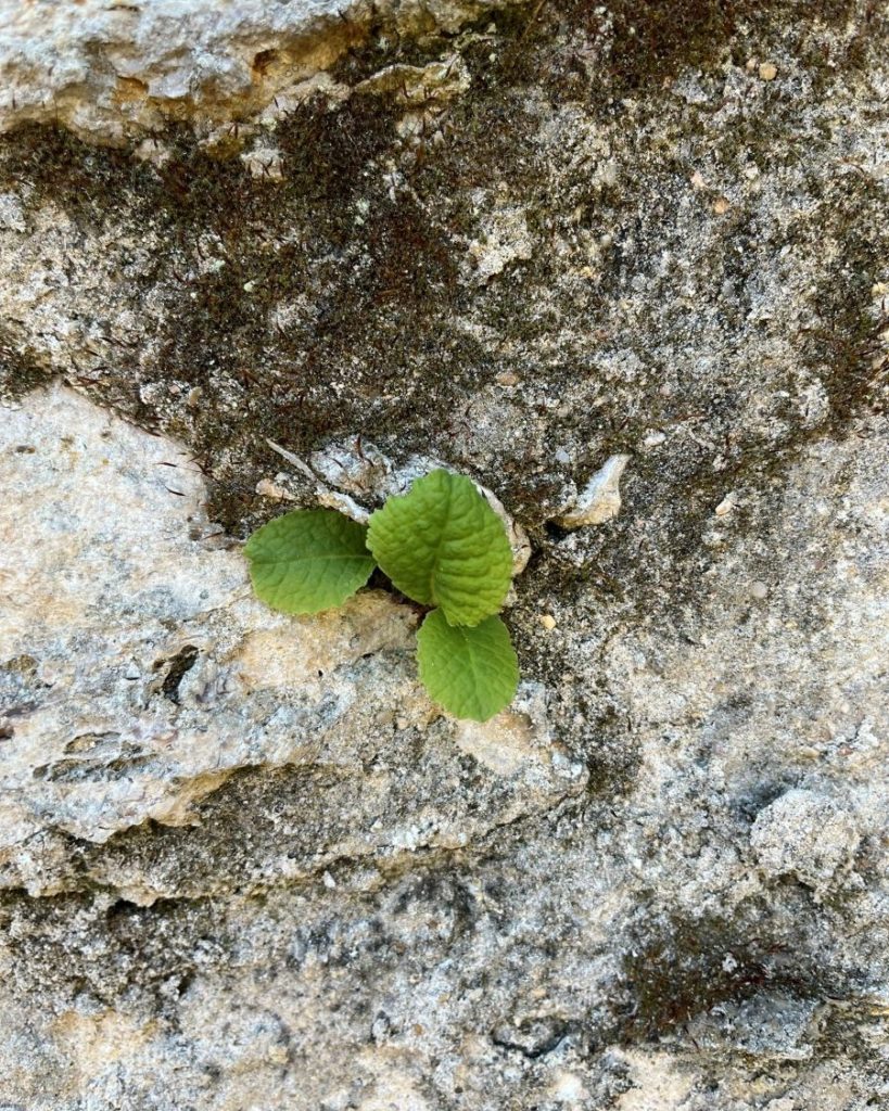 Jeune plant de primevère émergeant d’une fissure murale, exemple de colonisation végétale spontanée