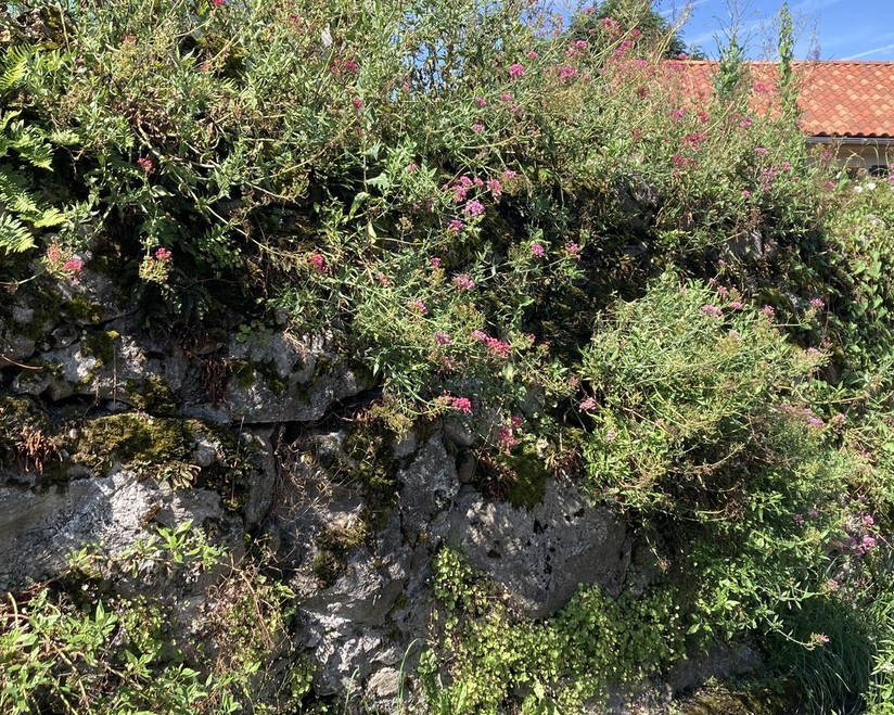 Valérianes rouges et cymbalaires poussant ensemble sur un mur ancien, composition florale naturelle et durable