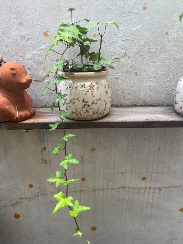 boutures  de lierres dans un pot sur une étagèr