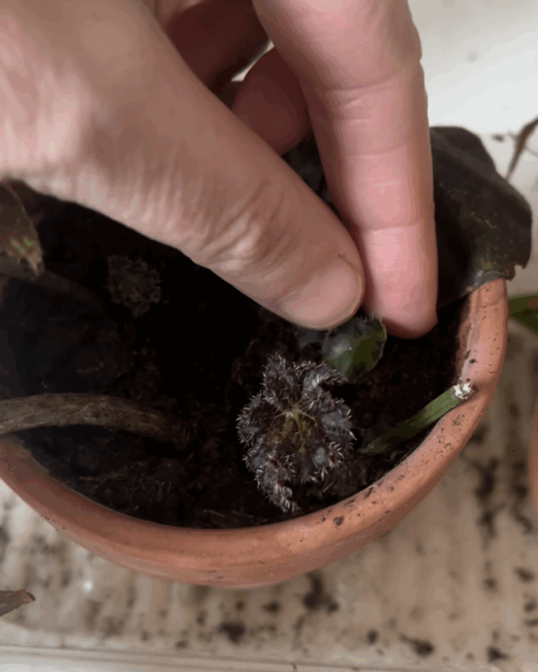 Main observant une jeune pousse de bégonia dans un pot en terre cuite