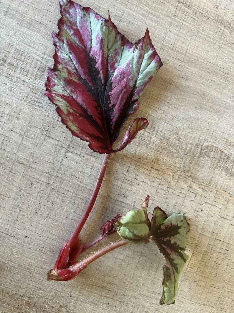 Feuilles de begonia rex, avant bouture