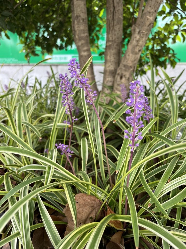 Liriopes, plantes  couvres sol comme protection contre l evaporation