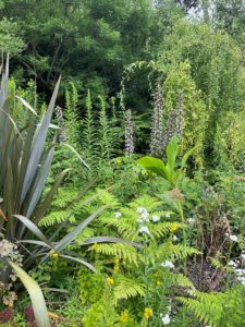 Massif de jardin foisonnant avec fougères, acanthes et feuillages variés, dans une ambiance naturelle et apaisante.