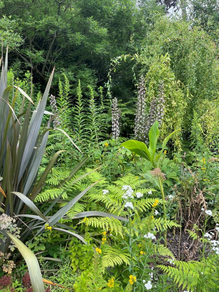 Massif de jardin foisonnant avec fougères, acanthes et feuillages variés, dans une ambiance naturelle et apaisante.