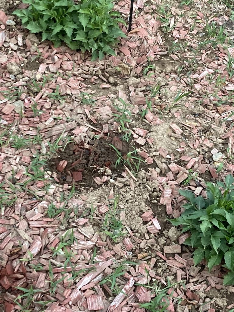 Paillage dans un massif de plantes