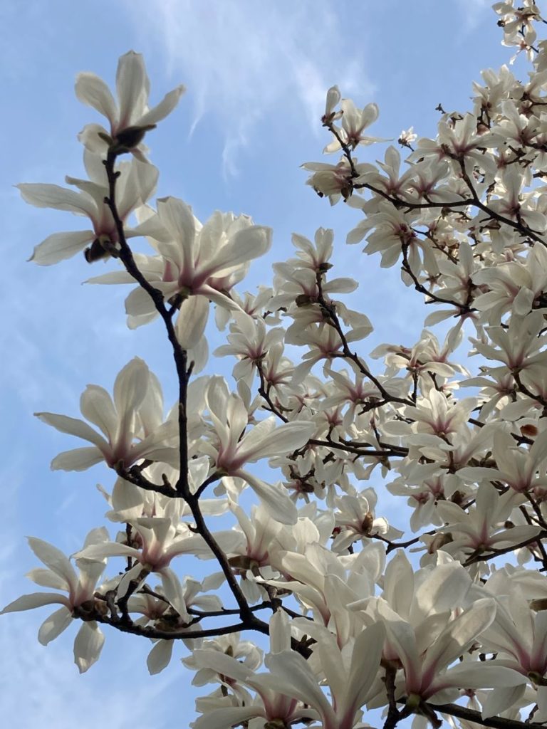 Magnolia blanc en fleur sur ciel bleu, arbre en ville