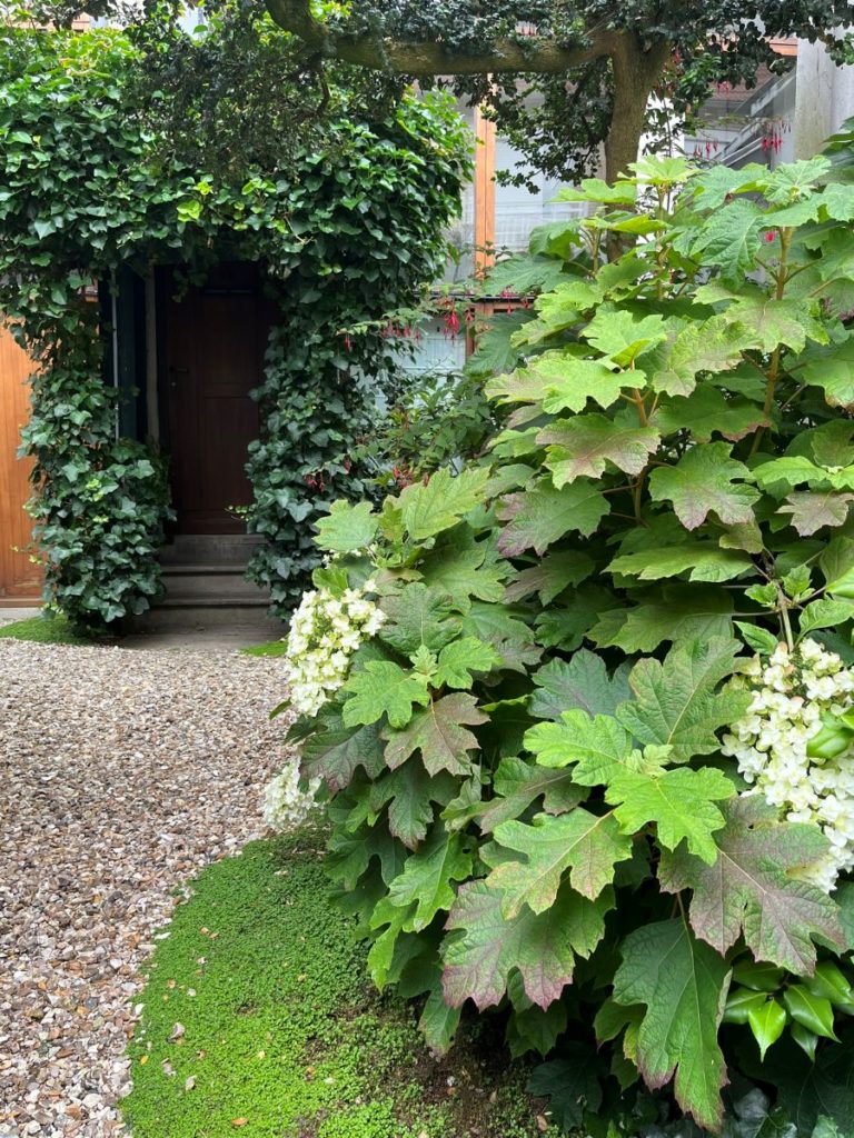 Petit jardin de ville avec hortensia a feuille de chene au premier plan