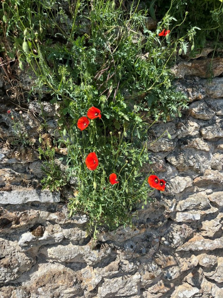 Pavots rouges sur un mur, plante spontanée en ville